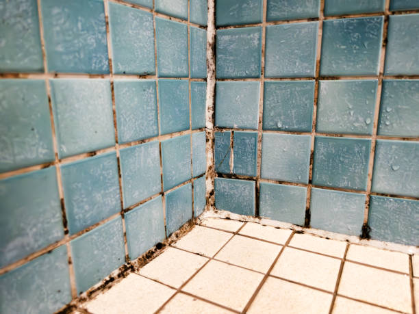 Best Comprehensive Air Testing for Mold Contaminants  in Gardner, MA